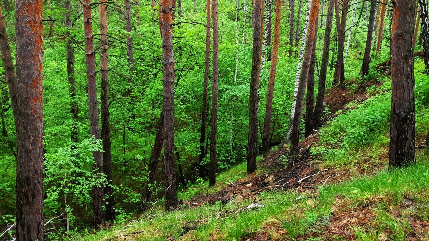 В ХМАО ввели полный запрет на посещение лесов