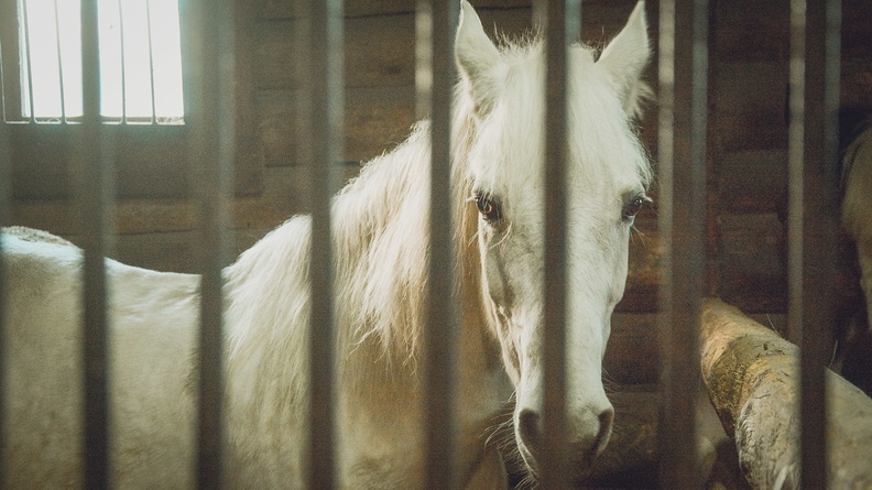 В Якутске создадут штрафстоянку для лошадей