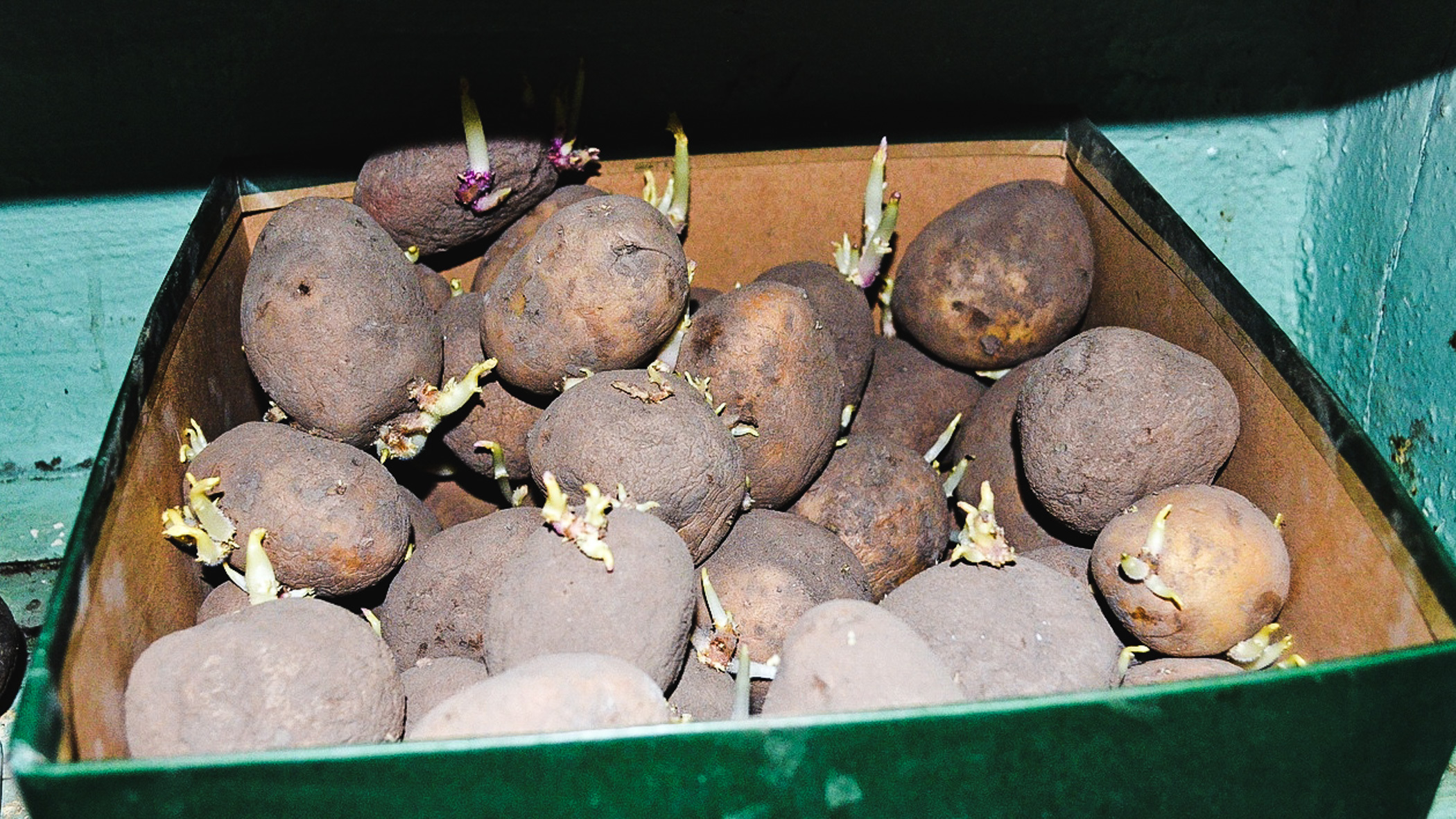 На Ямале создают картофель, который поможет заменить импорт в период санкций