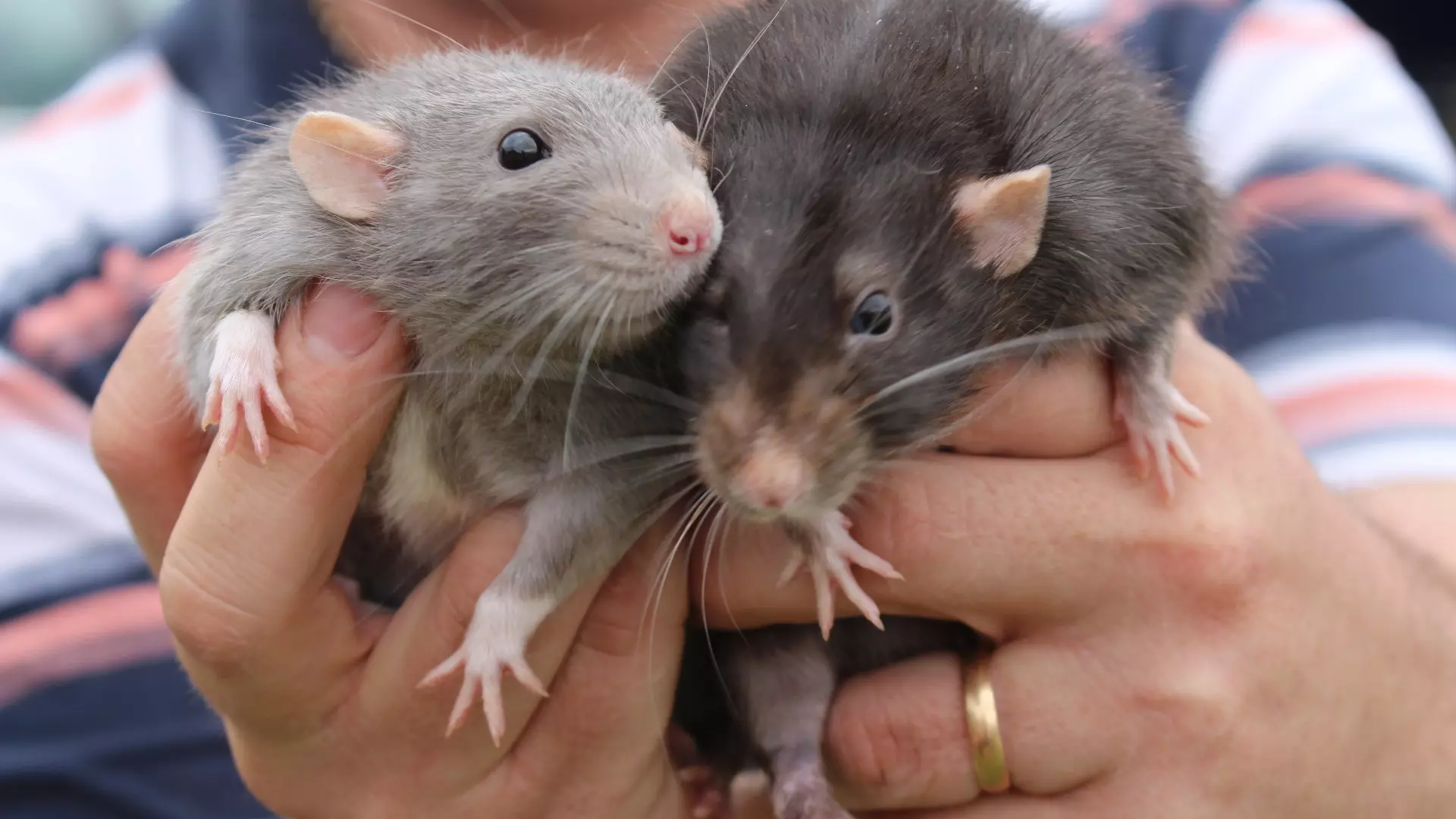 В Ханты-Мансийске огромные крысы напугали посетителей супермаркета