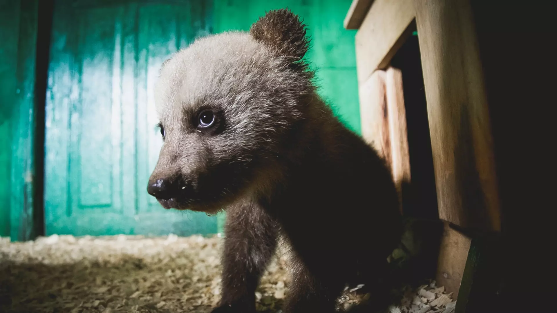 В ХМАО полиция ищет нашедших медвежат волонтеров, чтобы наказать