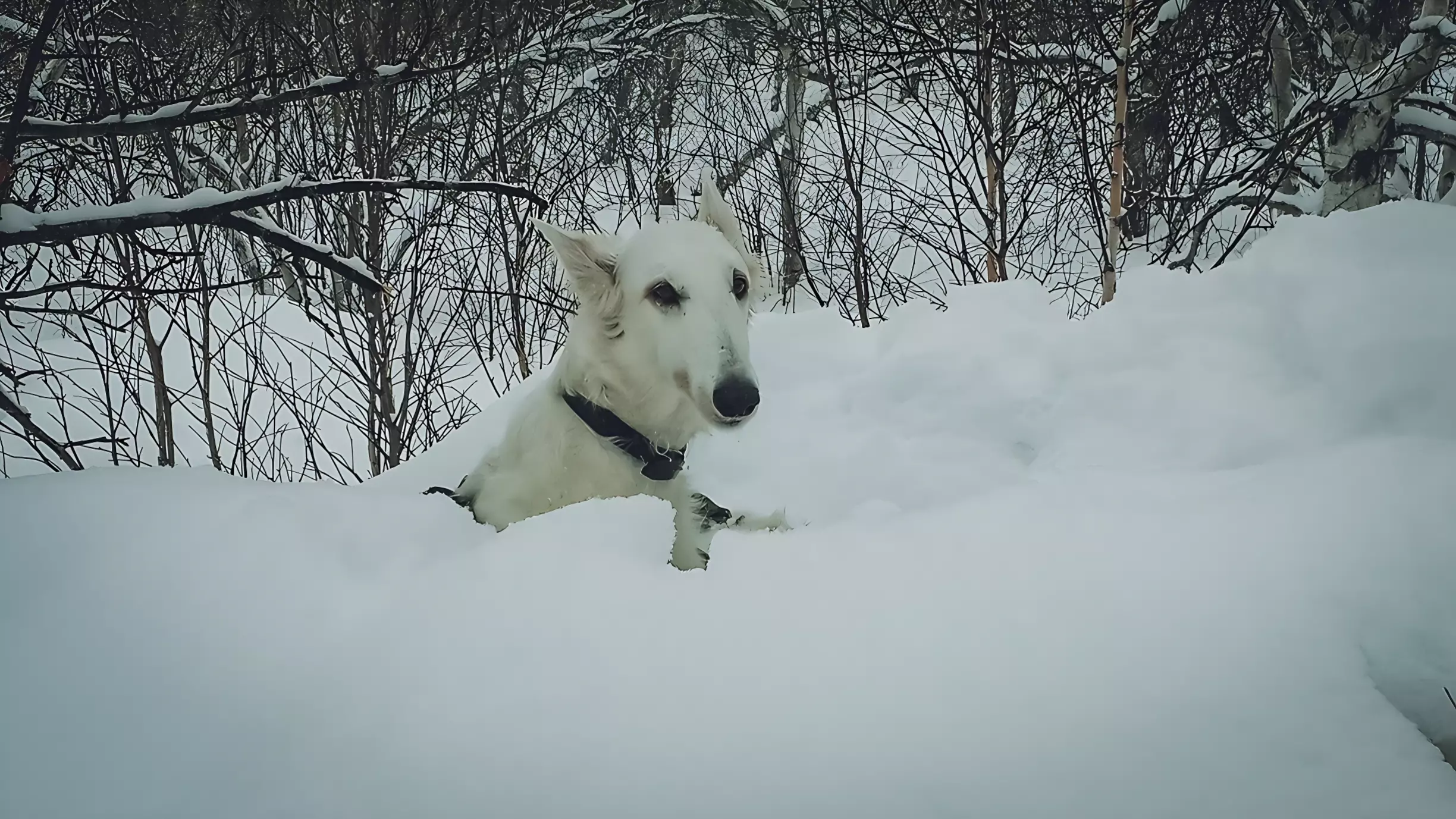 В Нижневартовске неделю пытаются спасти собаку, пока не начался ледоход. Видео