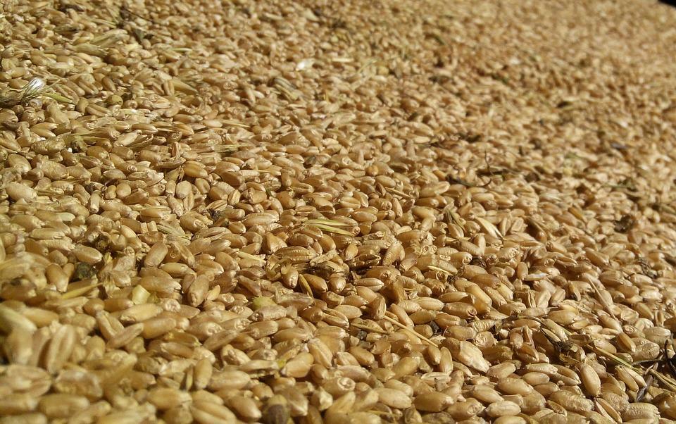 Индия запретила экспорт пшеницы из-за резкого скачка мировых цен