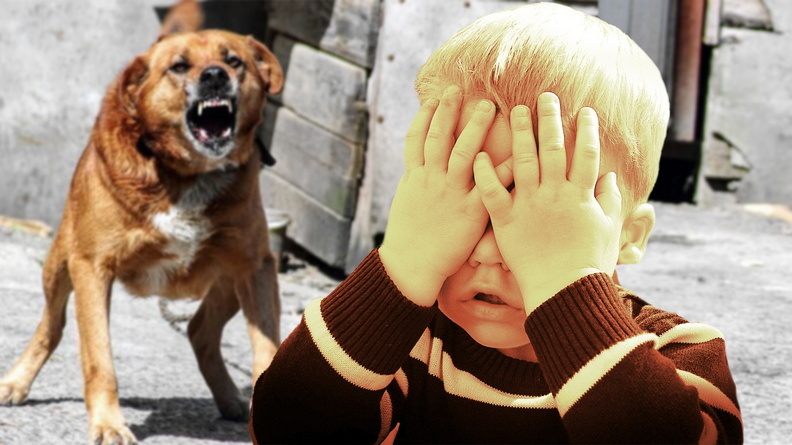 В Ханты-Мансийске ребенок начал заикаться после нападения стаи собак