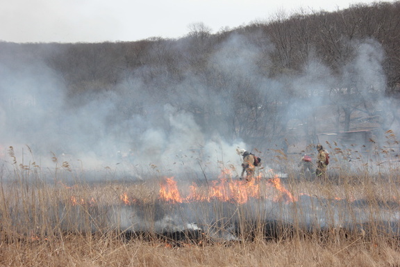 В Югре действует один лесной пожар площадью 280 га