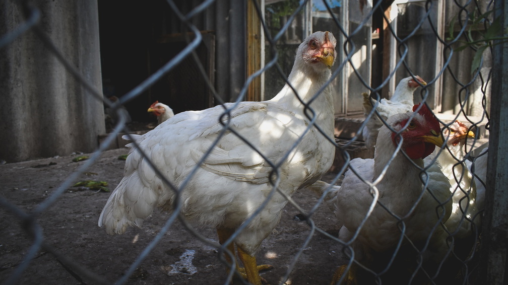 В Сургутском районе ХМАО на птицефабрике выявили свыше 20 нарушений
