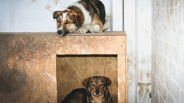 На ремонт приюта для животных в Новом Уренгое выделено 60 млн рублей