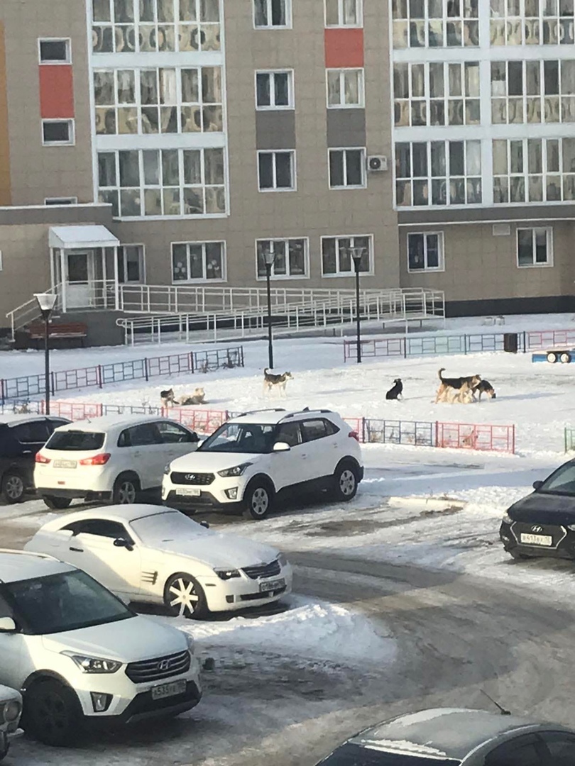 В Ханты-Мансийске на детской площадке возле детсада обосновалась стая псов 