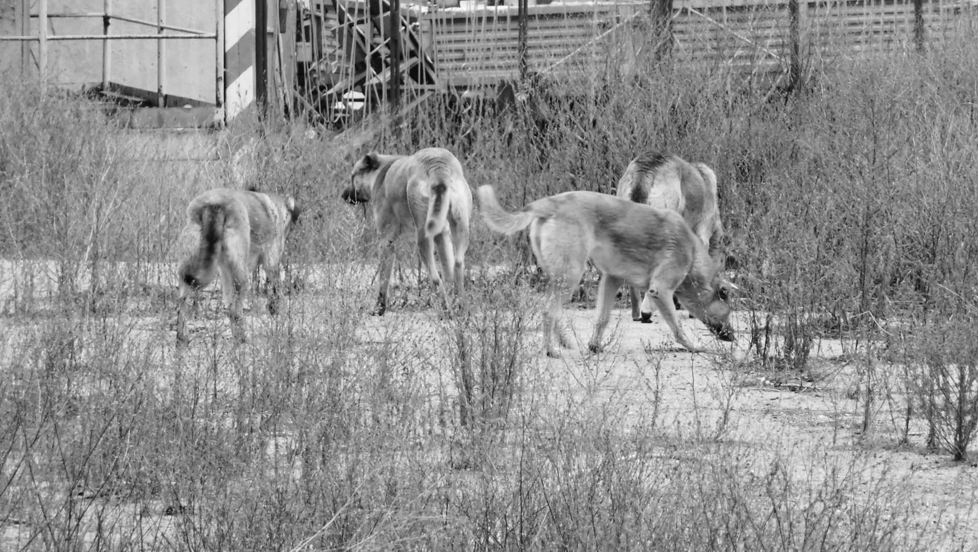 Это собаки! Жители Прибрежного под Сургутом разоблачили миф о нападении волков