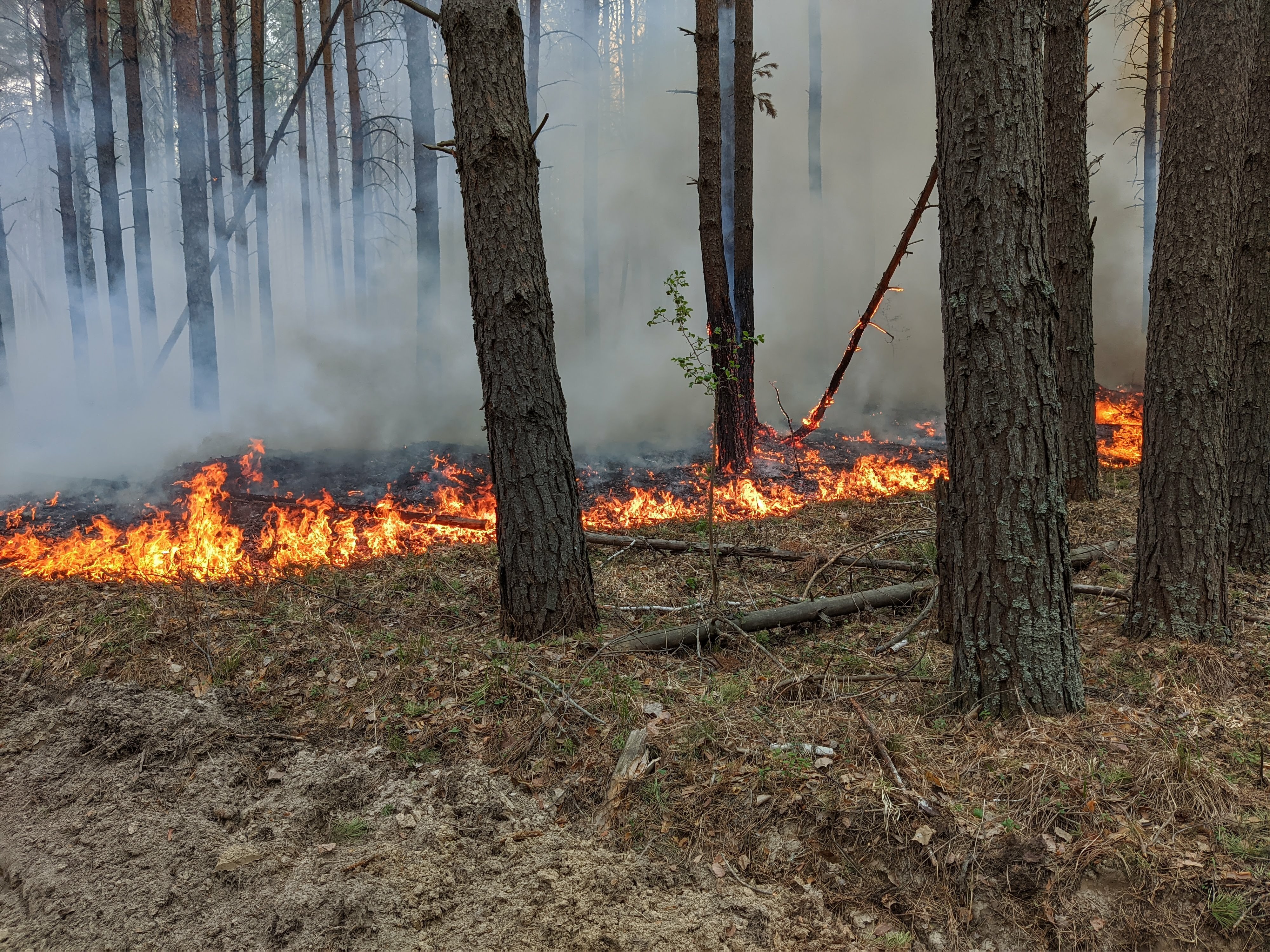 На Югру надвигается смог от лесных пожаров в Омской области