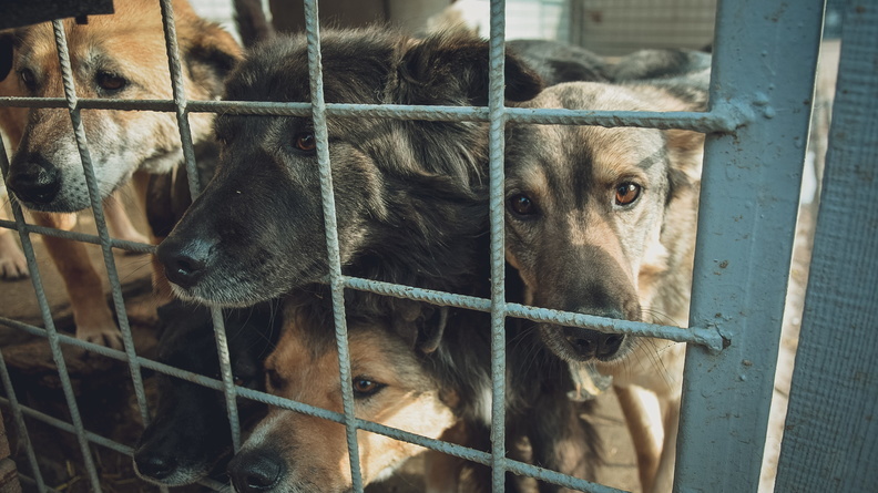 Жители Излучинска пожаловались на нападения чипированных собак