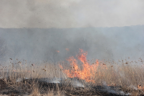 В 4 районах ХМАО в июле ждут лесных пожаров: рассказываем, где именно