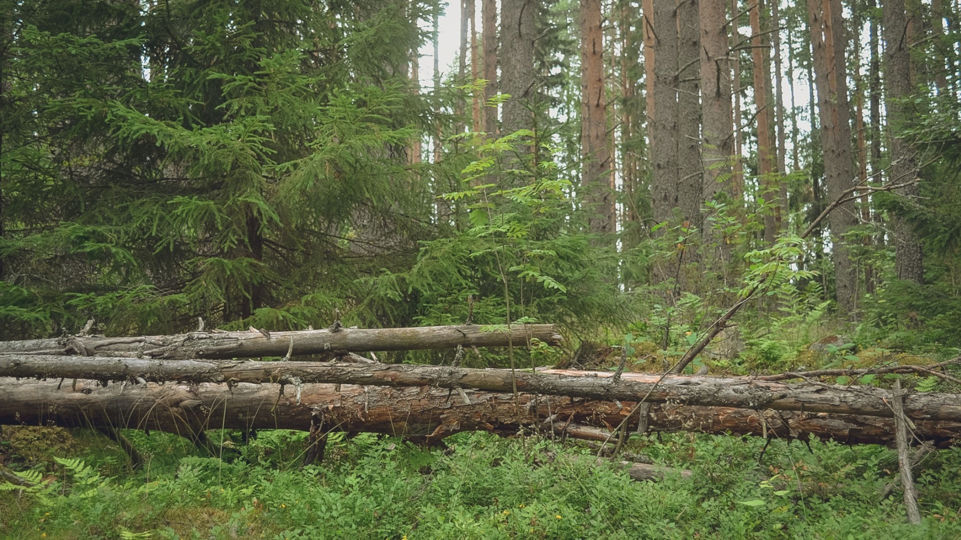 "Сургутнефтегазу" дали 1 год и 3 месяца, чтобы посадить деревья на участке, взятом в аренду