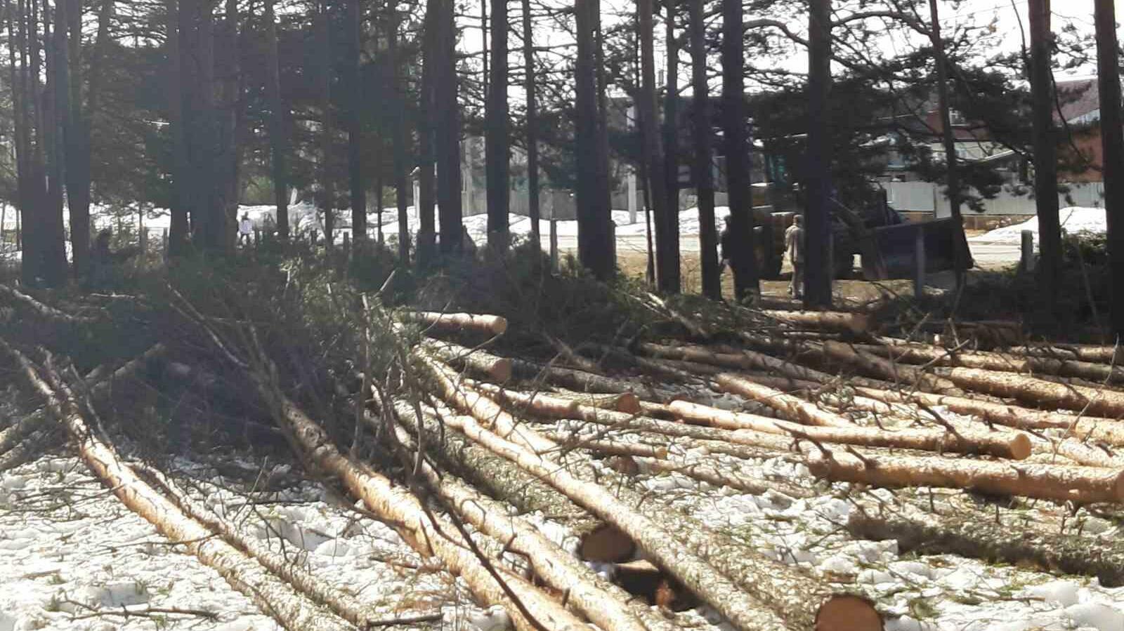 Жителей посёлка в ХМАО возмутила вырубка вековых деревьев в парке