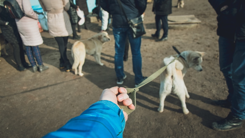 Жителей Излучинска предупредили о массовой травле бездомных собак