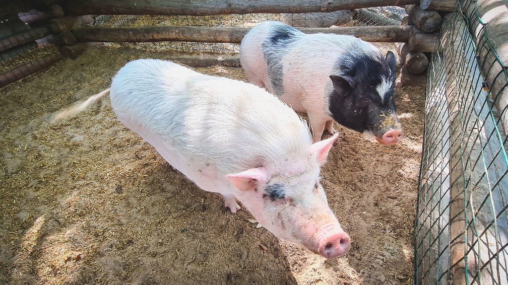 Стала известна возможная причина вспышки чумы свиней в ХМАО