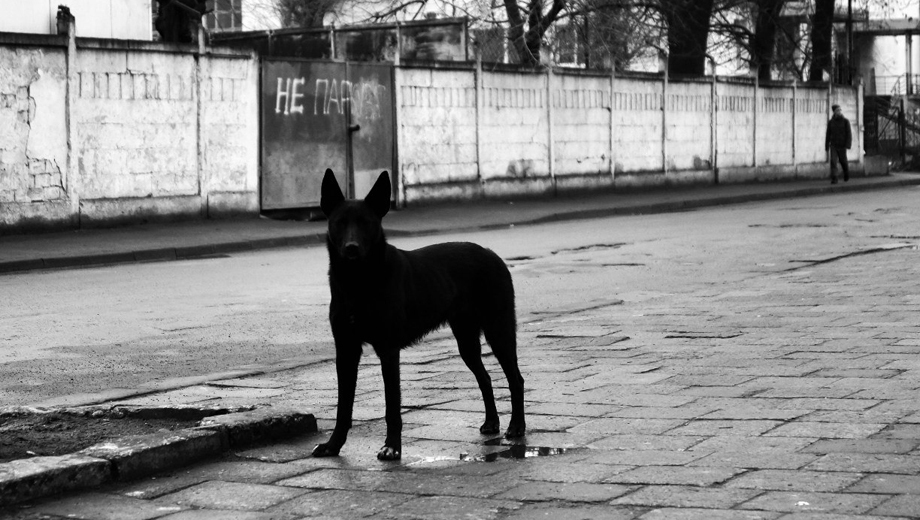 В ХМАО суд взыскал 100 тысяч рублей с владельца собаки, покусавшей двух бабушек