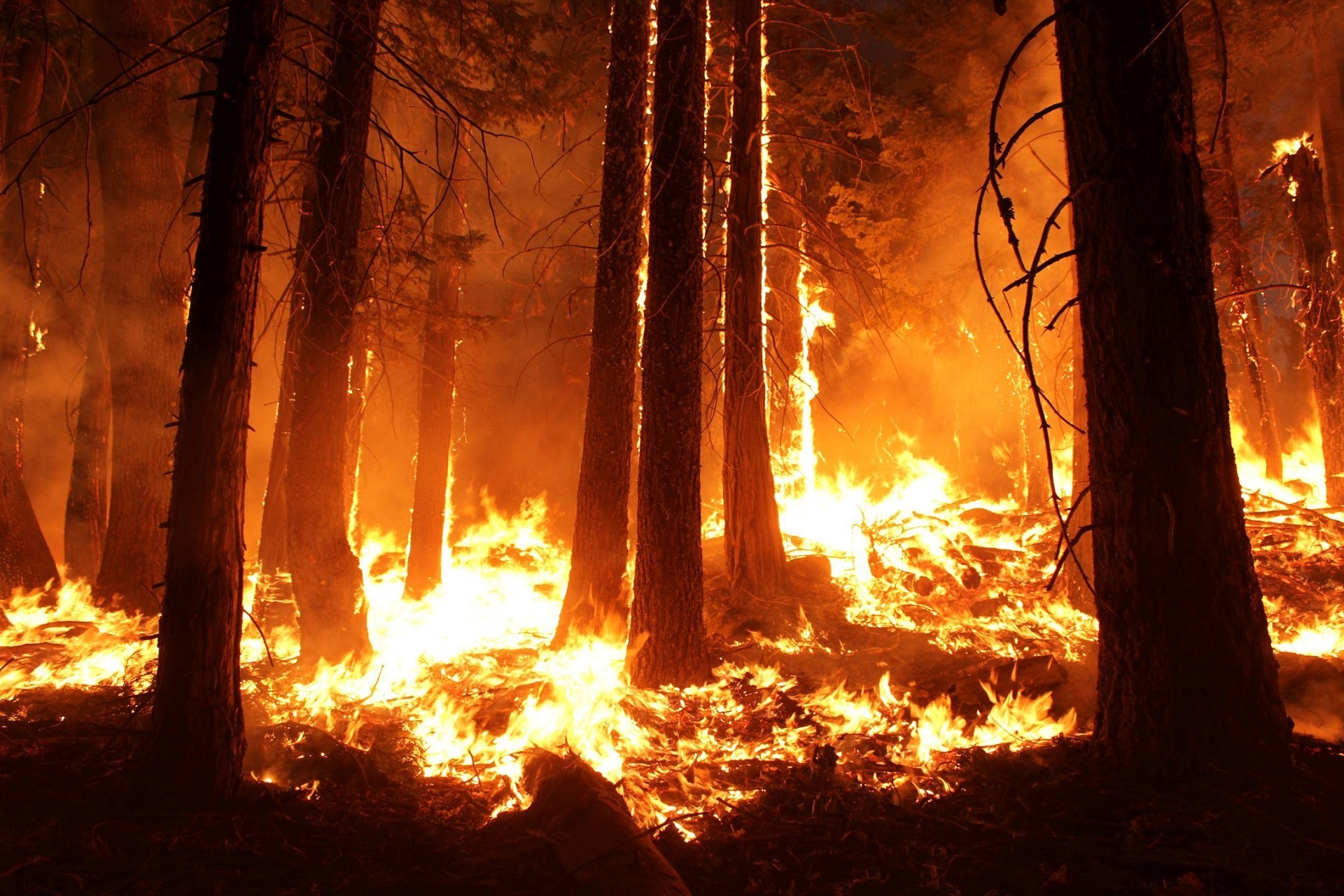 Площадь лесных пожаров в Югре выросла до 4 тысяч га