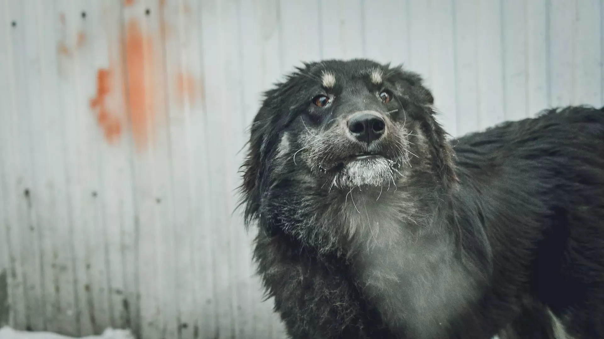 Службу отлова в Нижневартовске ждет проверка из-за нападений собак на людей