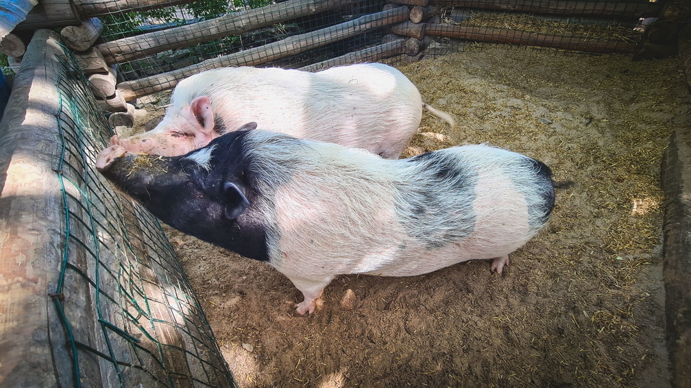 На объекте в Тюменской области ввели карантин из-за африканской чумы свиней