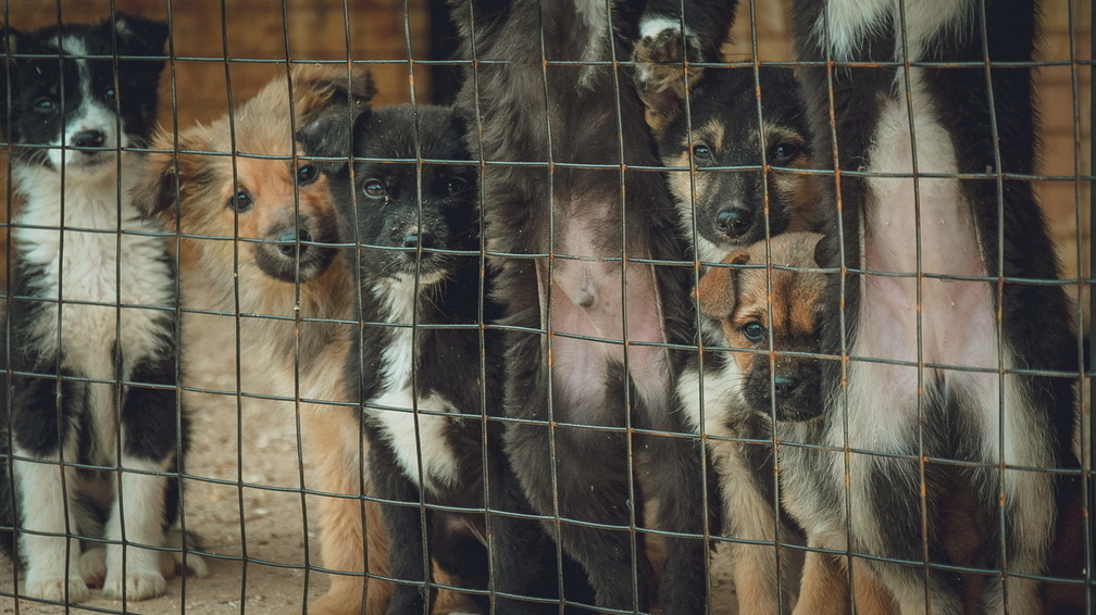 В Кондинском районе Югры начался отлов бродячих собак