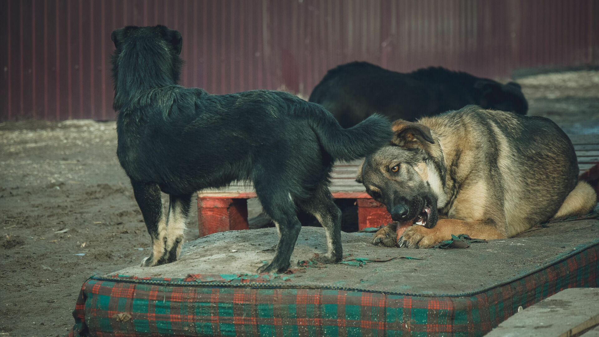 Целый район в ХМАО заполонили бездомные собаки