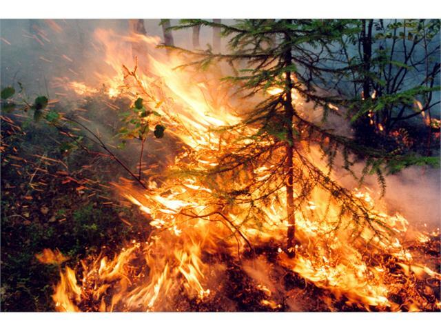 ХМАО лидирует по пожарам, леса загрязнила нефть, цены на сахар выросли на 38%