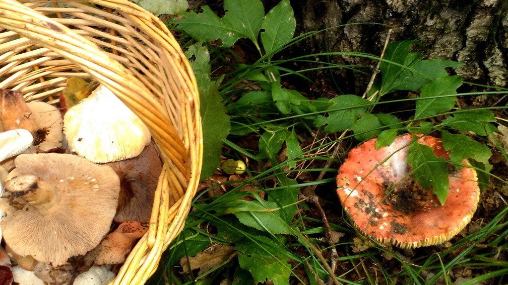 В Югре две женщины отравились ядовитыми грибами