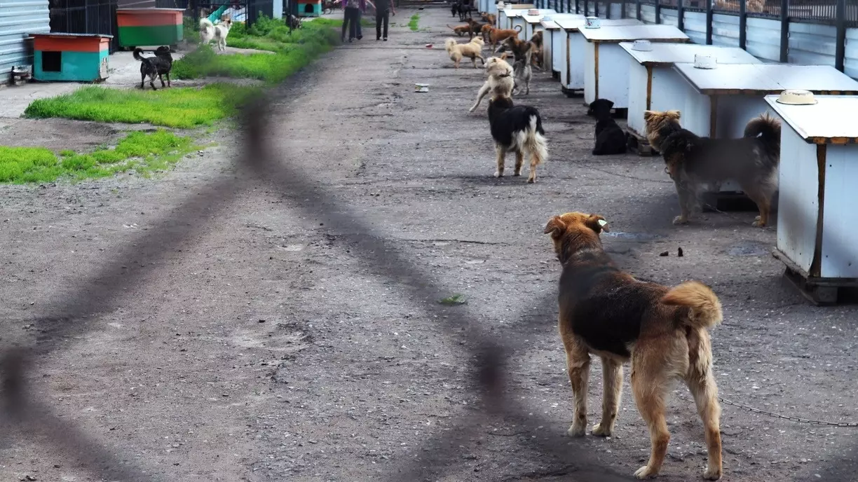 Депутат Госдумы призвал наказать власти ХМАО из-за нападения стаи собак на женщину