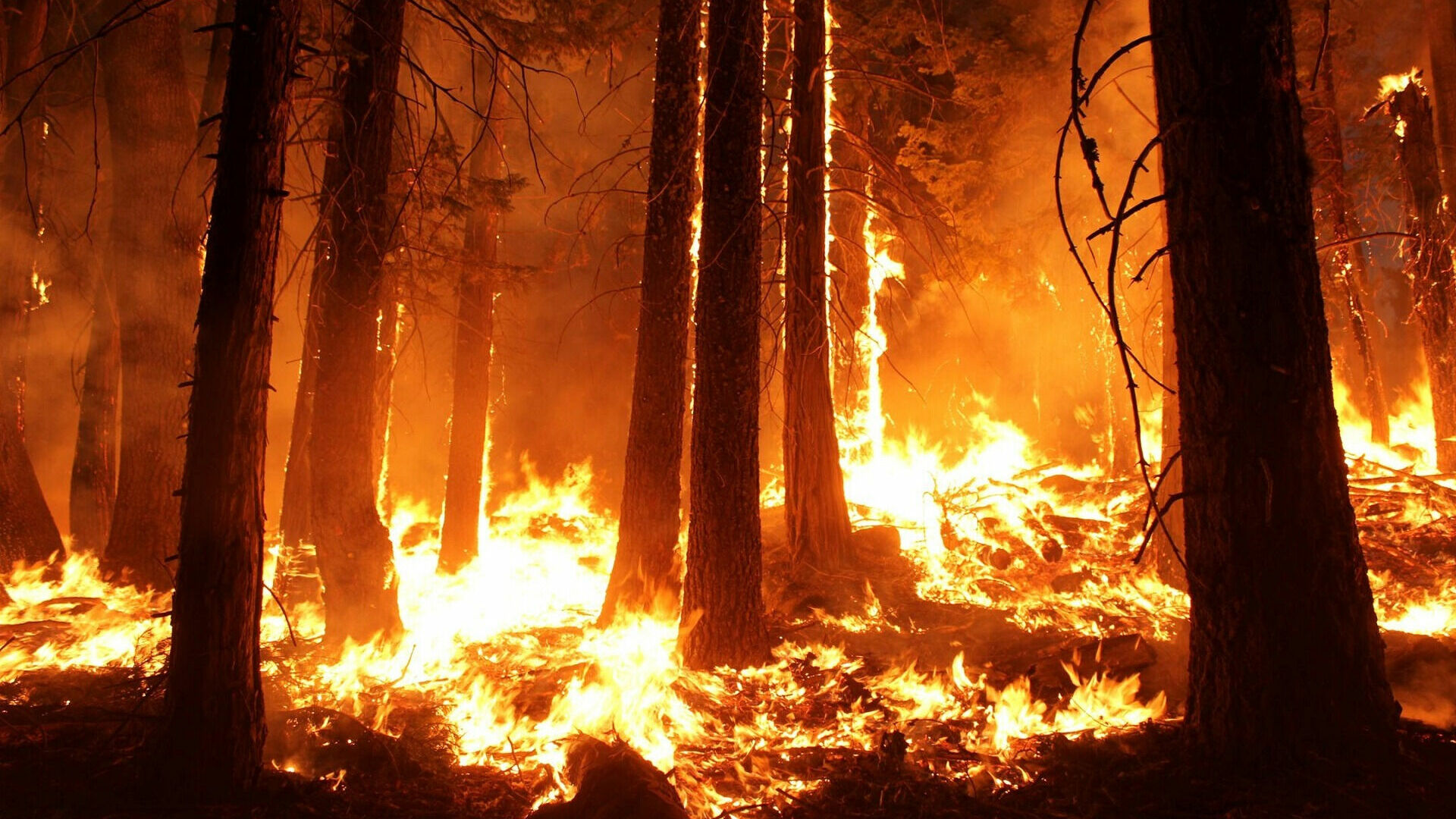 Ущерб от лесных пожаров в ХМАО оценили в 2,5 млрд рублей