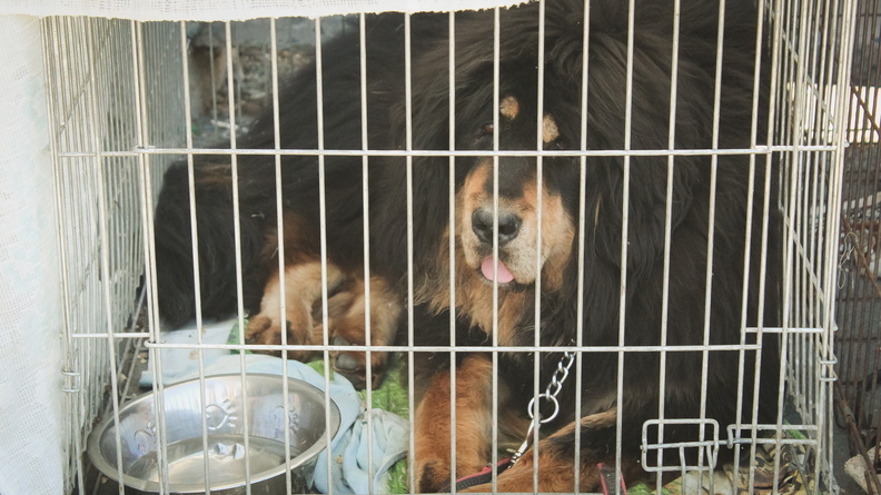 В Якутии больших бездомных собак не будут выпускать из приютов
