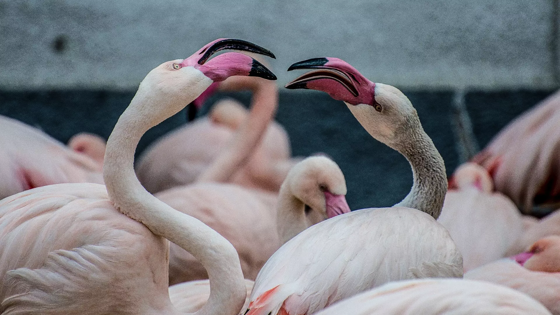 Ученые рассказали, почему фламинго стали прилетать в Югру