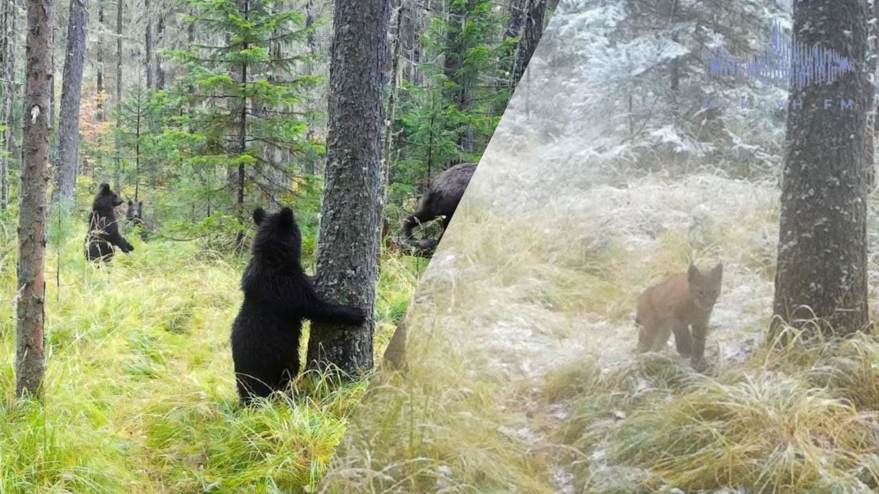На «Красноярских столбах» фотоловушки засняли семейство медведей и рысей