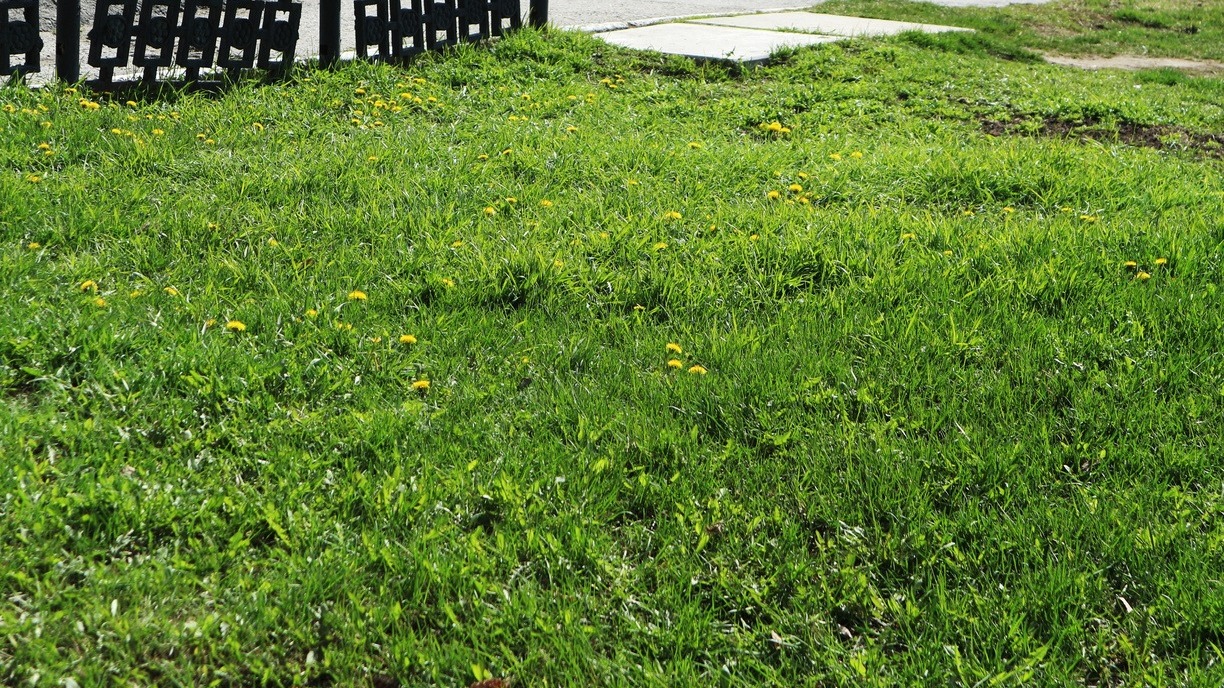 В Нижневартовске похитили кусок газона с набережной