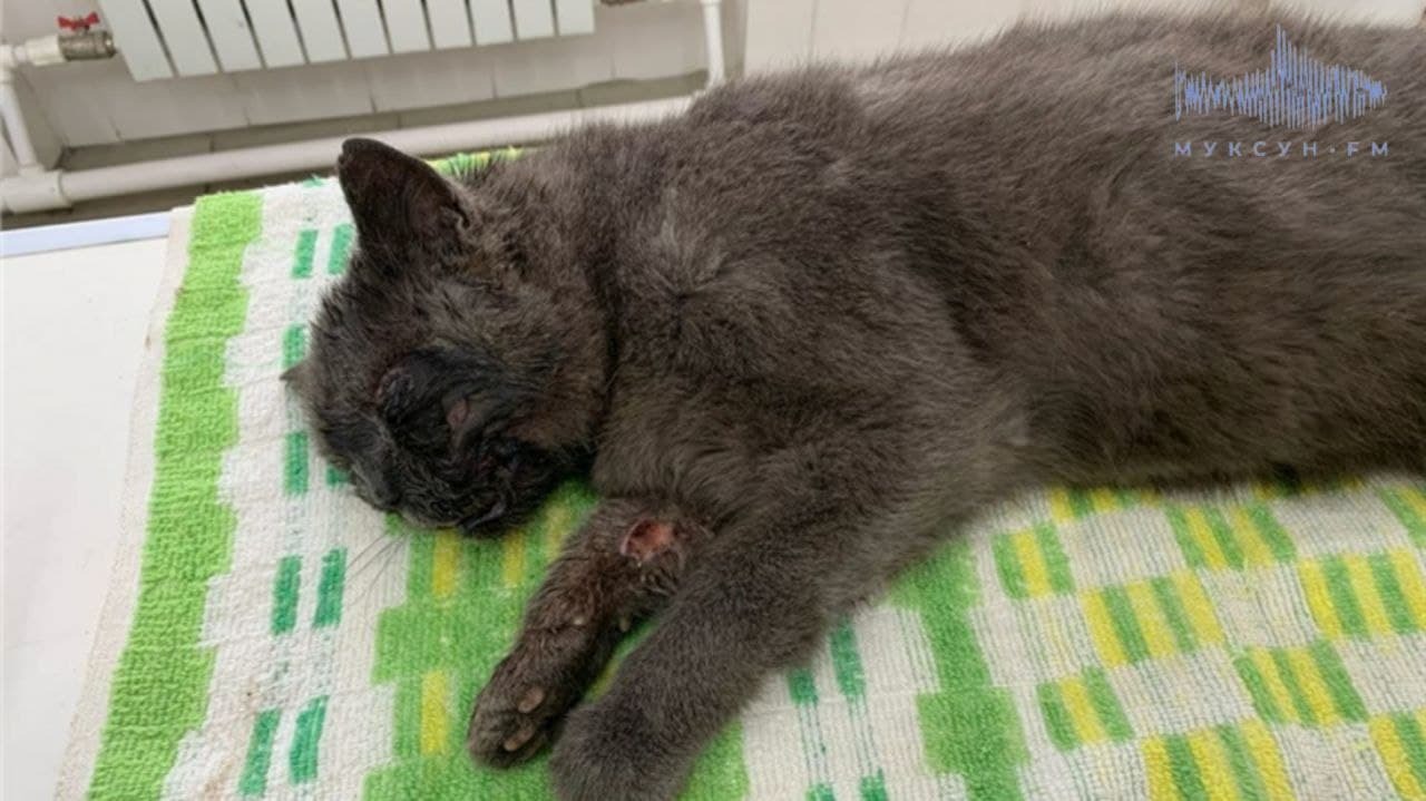В Красноярском крае мужчина жестоко избил кота за громкое «мяу»