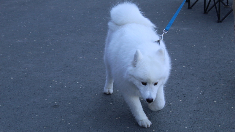 Известной бездомной собаке с теплой остановки в Сургуте нашли новых хозяев 