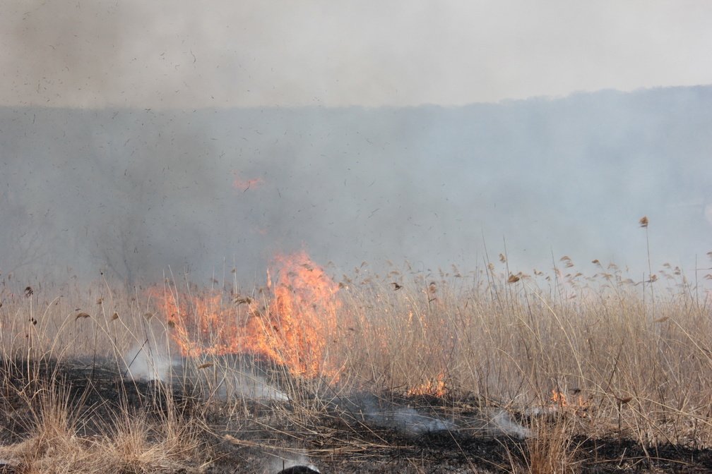В Югре зарегистрировали уже четыре ландшафтных пожара
