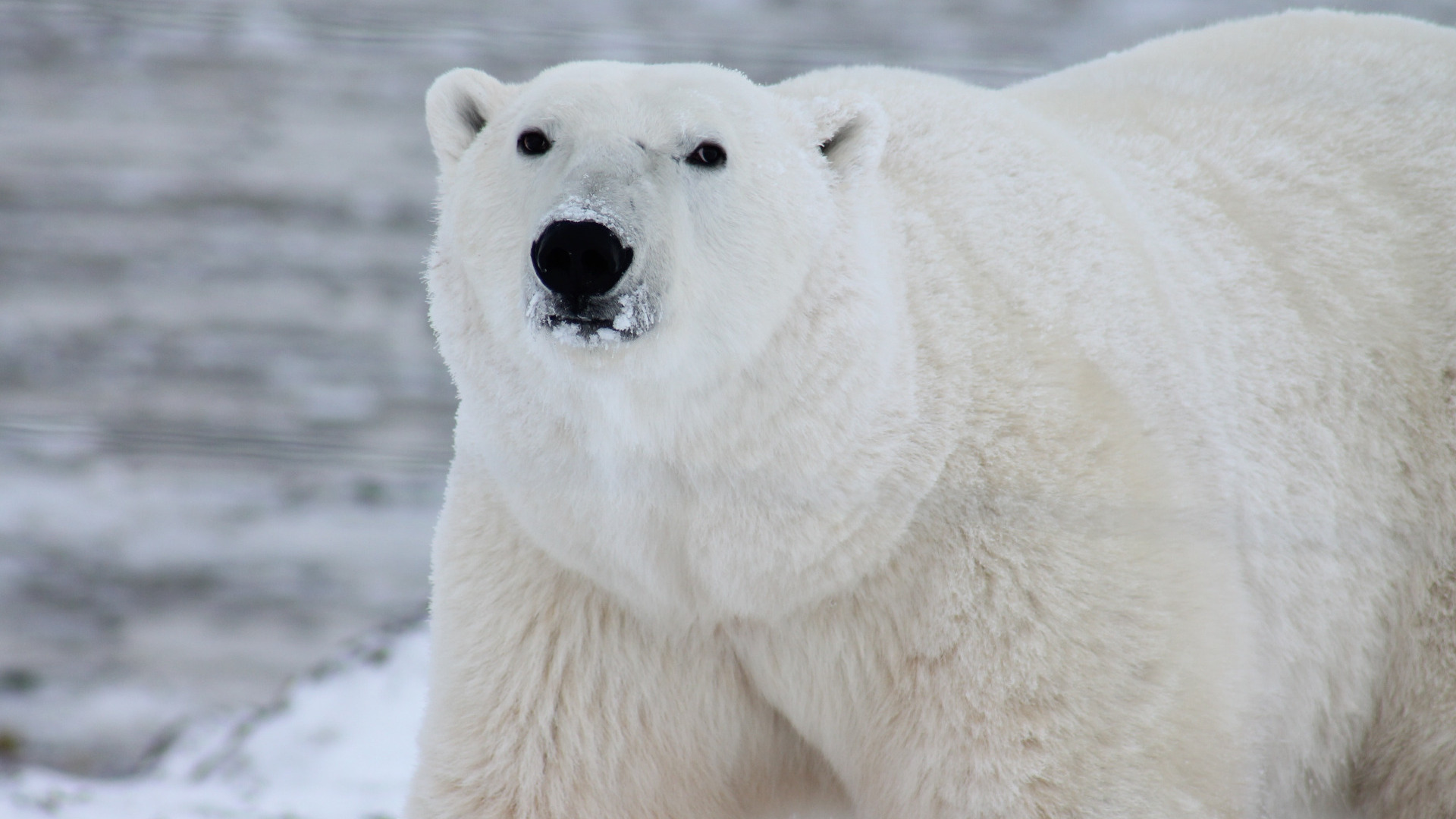 В Москве решат, убивать ли напугавшего оленеводов белого медведя на Ямале