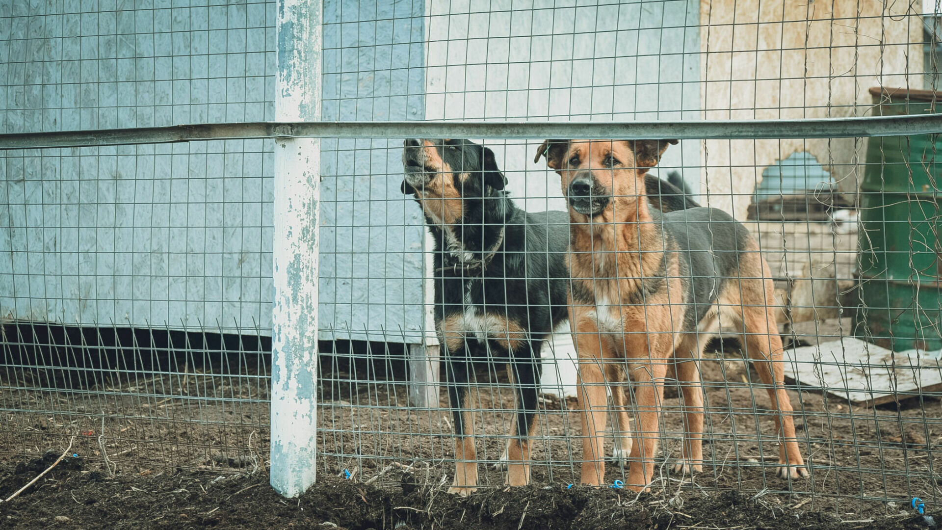 В поселке ХМАО зоозащитникам запретили писать о бродячих собаках