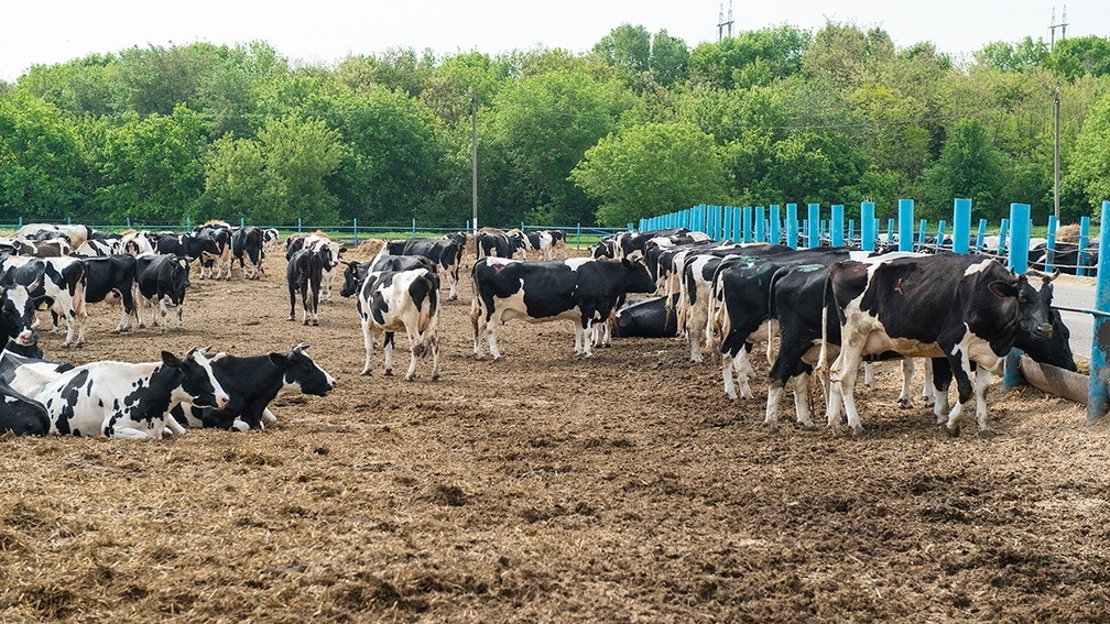 Цены на молоко и мясо вырастут, предупредили в ХМАО