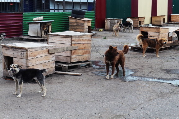 Жителей Ханты-Мансийска предупредили о массовой травле собак