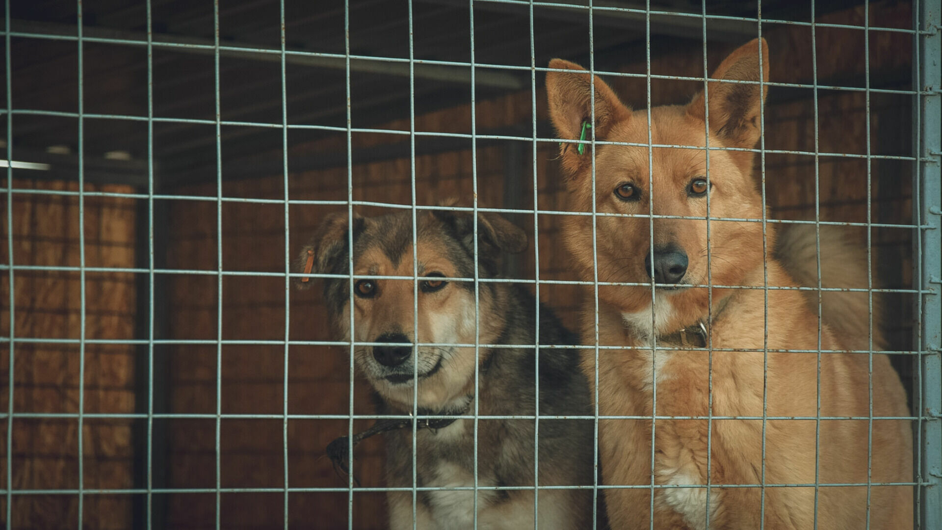 В Нижневартовске отловят и убьют бездомных собак за 24,5 млн рублей