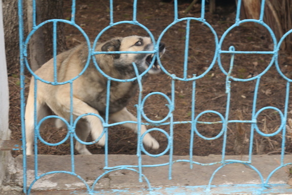 Жители Нефтеюганска боятся выходить на улицу из-за стай агрессивных собак