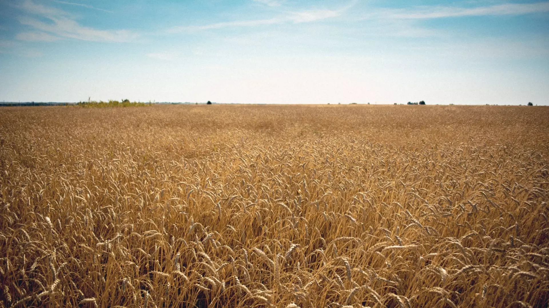 Эксперты предрекают рост экспортных и внутренних цен на российскую пшеницу