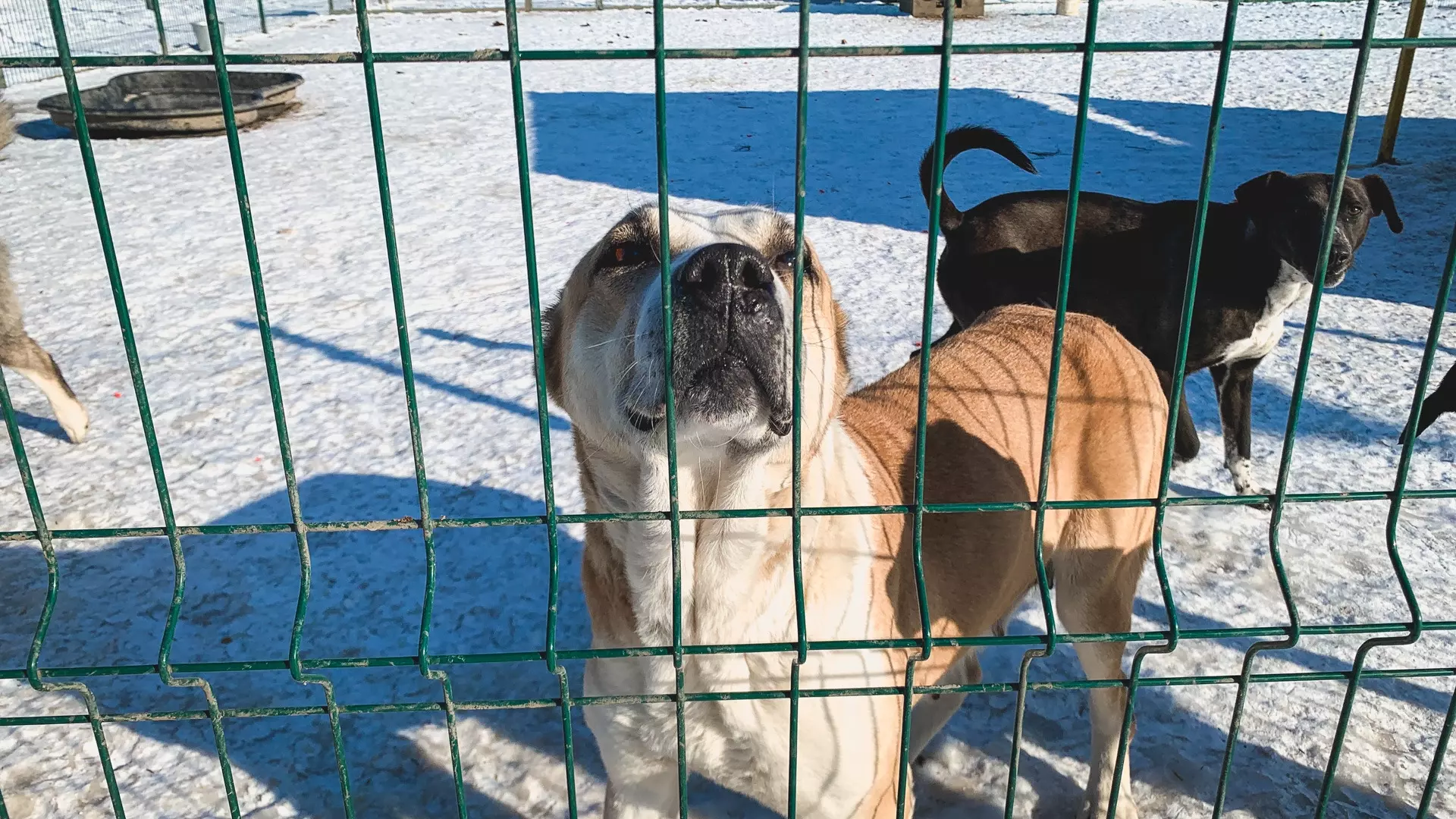 Бездомных собак с Ямала будут вывозить в Нижневартовск