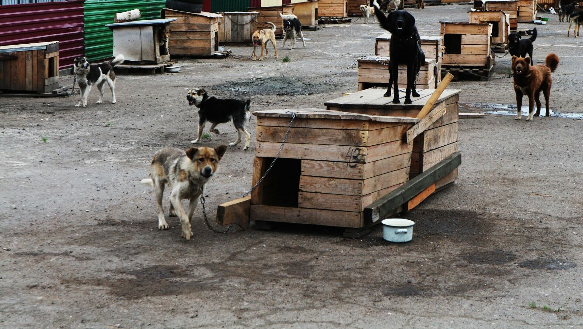  В ХМАО нет ни одного муниципального приюта, где бы соблюдались условия содержания животных.