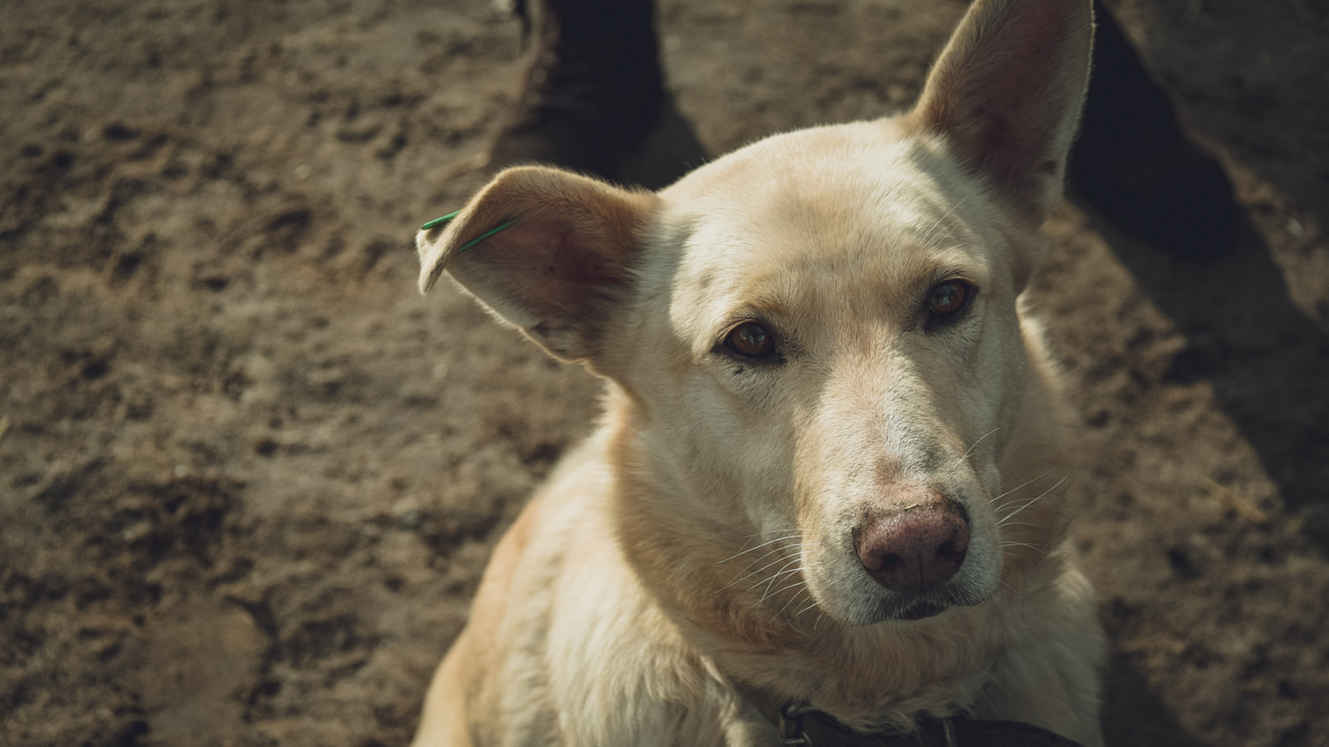 В Нефтеюганске на отлов бездомных собак выделят 1,5 млн рублей