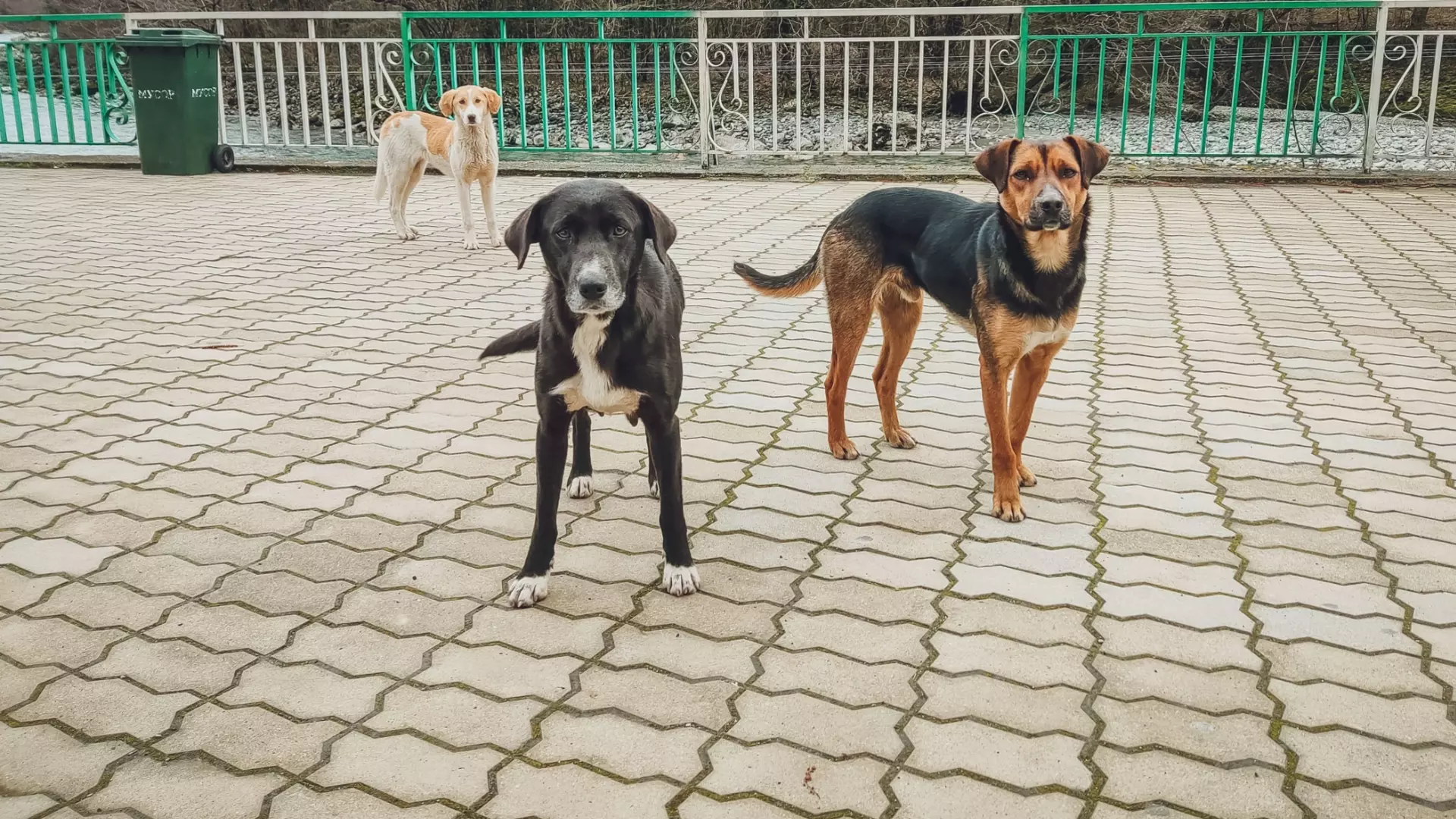 Сотрудницу ветнадзора ХМАО наказали за игнорирование жалобы на самовыгул собак