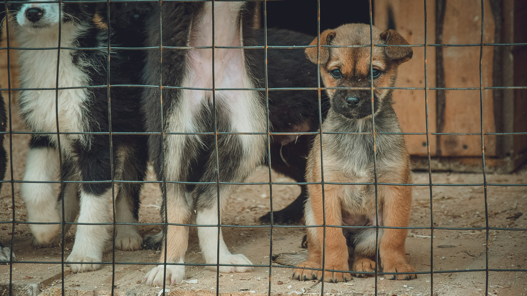 В каждом муниципалитете Югры построят приюты для бездомных собак