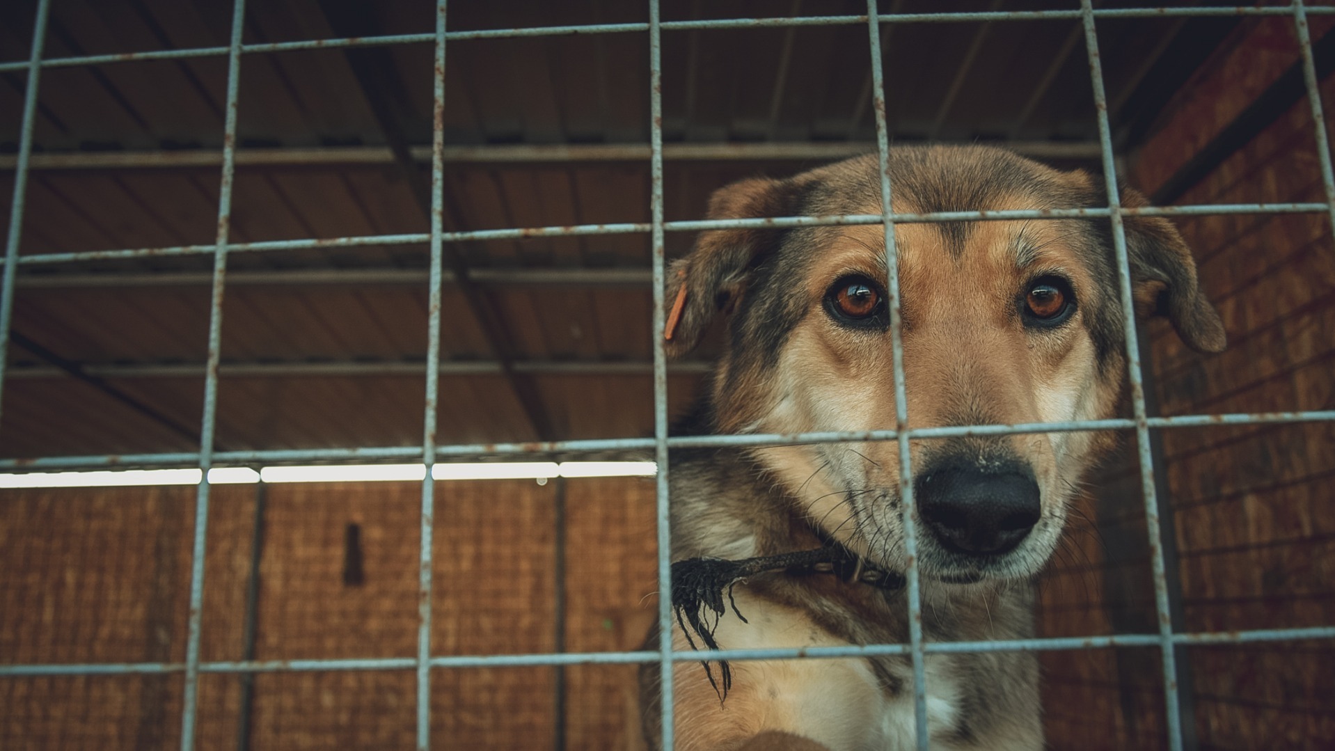 Активисты Сургута просят помочь собрать корм для бездомных собак